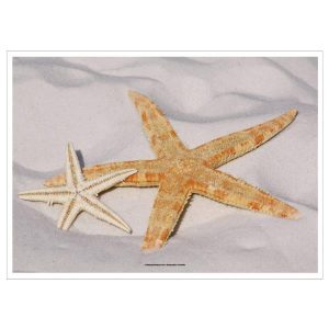 Toalhetes de Mesa 31×43 Estrela do Mar c/500 Und